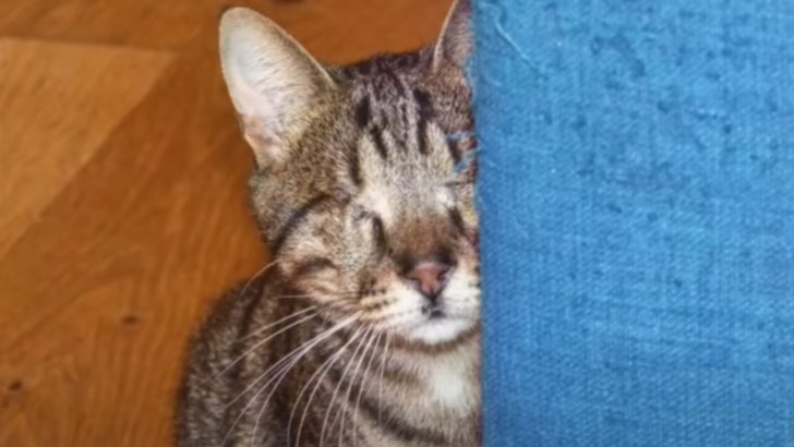 Meet The Adorable Tabby Who Shows That Even Blind Cats Make Great Companions