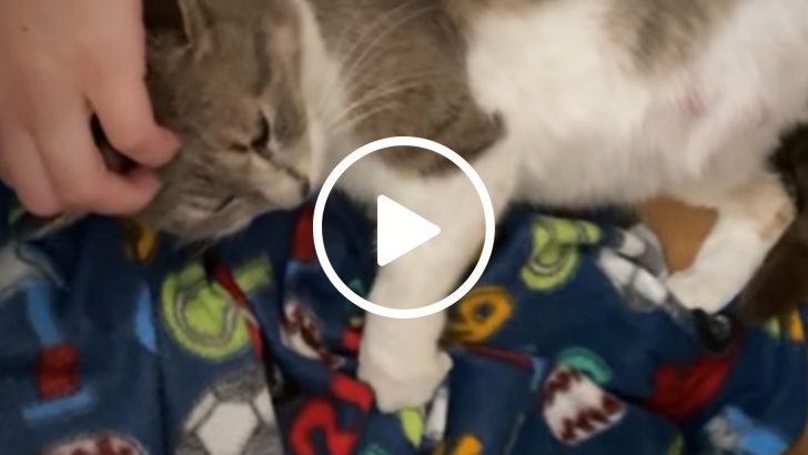 Rescue Cat Does Something Absolutely Precious During Her Labor