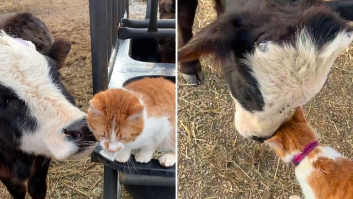 Witness This Heartwarming Bond Between A Cat And Her Unusual Friend