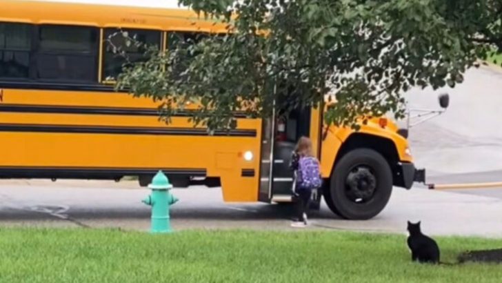 Nothing Can Stop This Faithful Cat From Following His Human Sister To School Bus Every Morning