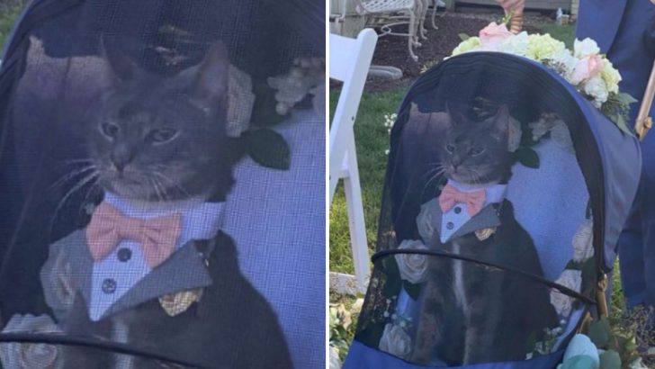 This Cat Ring Bearer Steals The Show At A Wedding