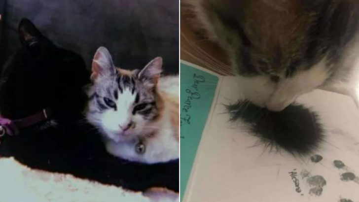 This Cat’s Reaction After Seeing Her Late Best Friend’s Fur Will Will Make You Cry