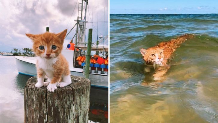 This Cat Who Loves To Swim In The Ocean Is One Of A Kind