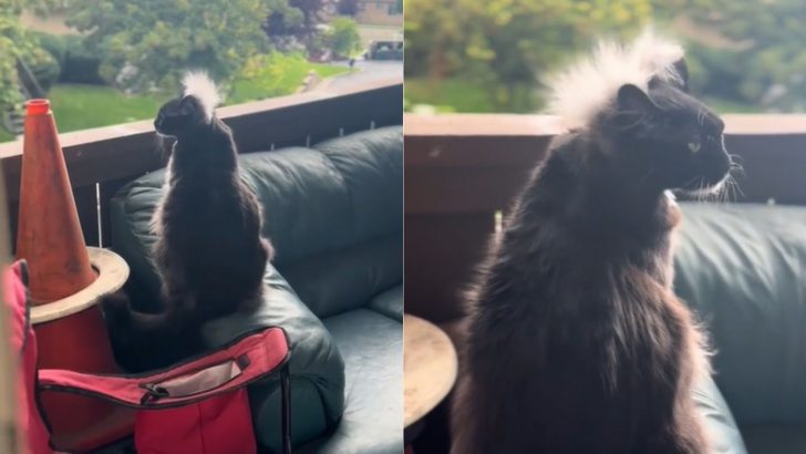 This Funny Cat Can Predict Weather And You’ll Never Guess How