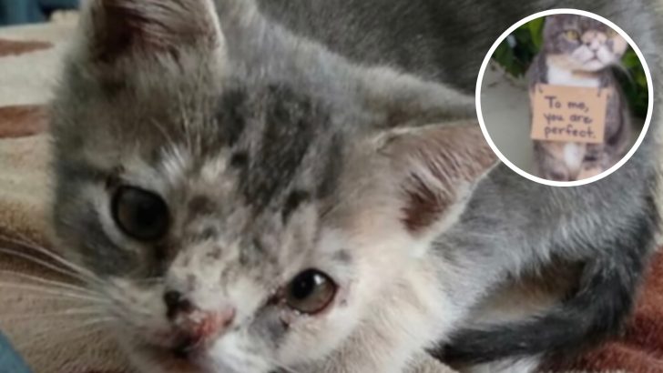 This Cat’s Previous Owner Deemed Her Ugly, Watch How Special She Is Now