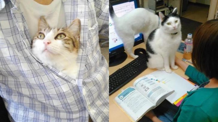 This Company Shows Incredible Kindness By Compensating Its Employees For Each Cat They Rescue