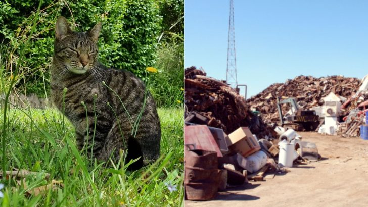 Tabby Cat Sneaks Into A Dump Truck And Disappears For Two Months
