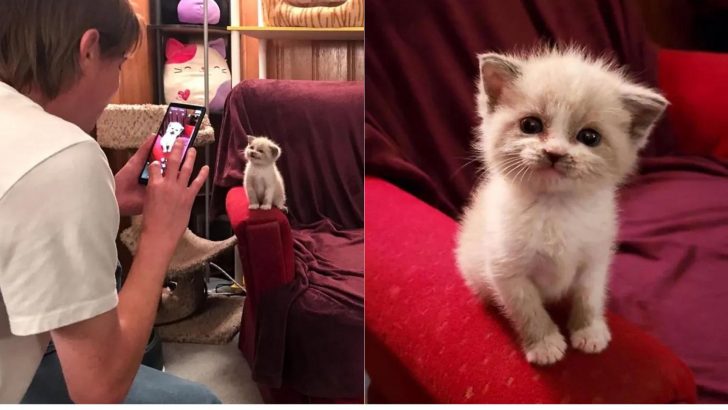 Foster Kitten’s Adorable Smile Caught On Camera And The Internet Falls In Love