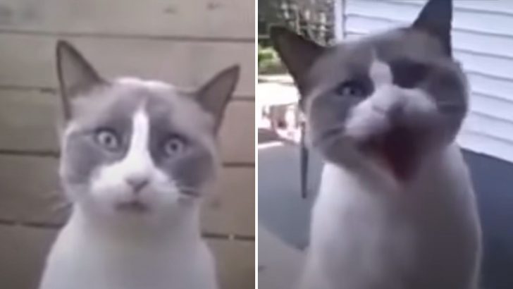 Camera Captures Funny Cat Arguing With His Owner For Not Letting Him Inside