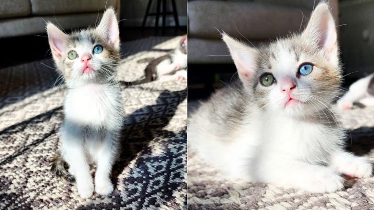 This Kitten With Mesmerizing Two-Colored Eyes Will Undoubtedly Steal Your Heart