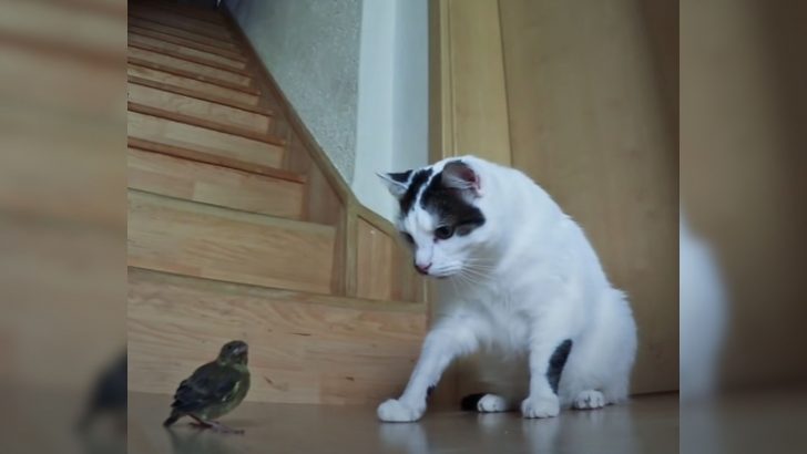 Cat’s Hilarious Reaction To A Tiny Sparrow Goes Viral And Has Everyone Laughing