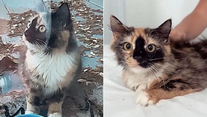 Stray Calico Cat Fostered By A Loving Family Finds Her Long-Lost Brother In Their Home