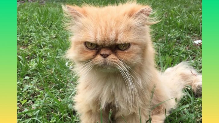 Don’t Let This Persian Cat’s Grumpy Face Fool You – He’s Actually Very Happy