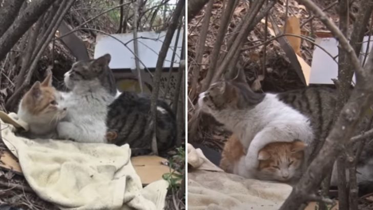 This Kitty Teaches Us The Meaning Of True Friendship By Tending To Her Disabled Friend