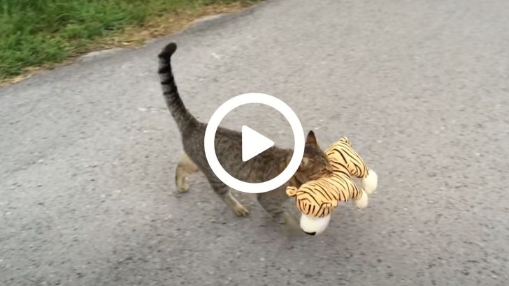 This Kitty Goes To Her Neighbors To Borrow A Tiger Plush Toy