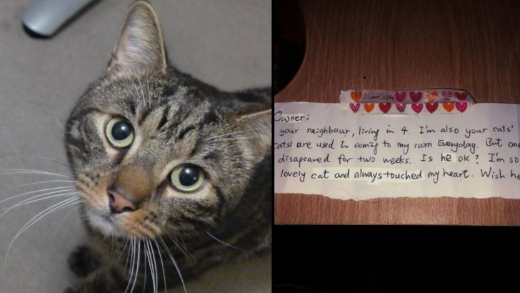 While Mourning The Loss Of His Beloved Cat, Man Receives A Surprising Letter That Consoles Him