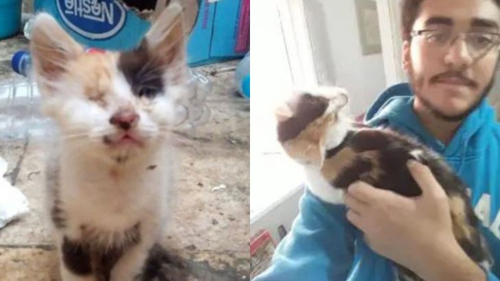 Man Rescues A Calico Kitten Who Couldn’t Open Her Eyes Only To Make A Heartbreaking Discovery