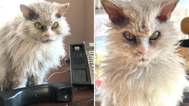 This Grumpy-Looking Office Cat Lived To Judge Every Person He Encountered