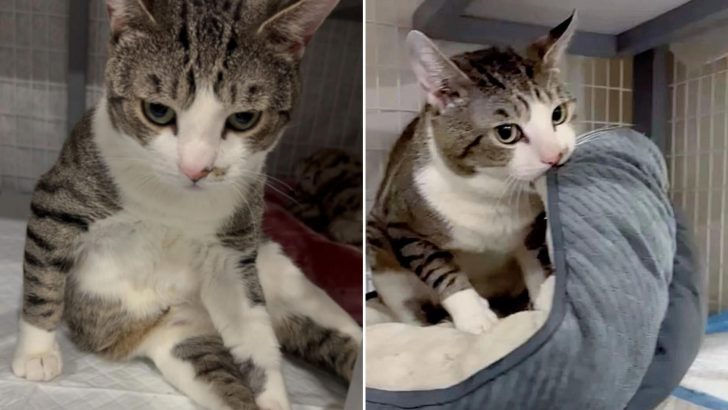 This Poor Cat Was Deemed Aggressive But Kind Rescuers Never Gave Up On Him
