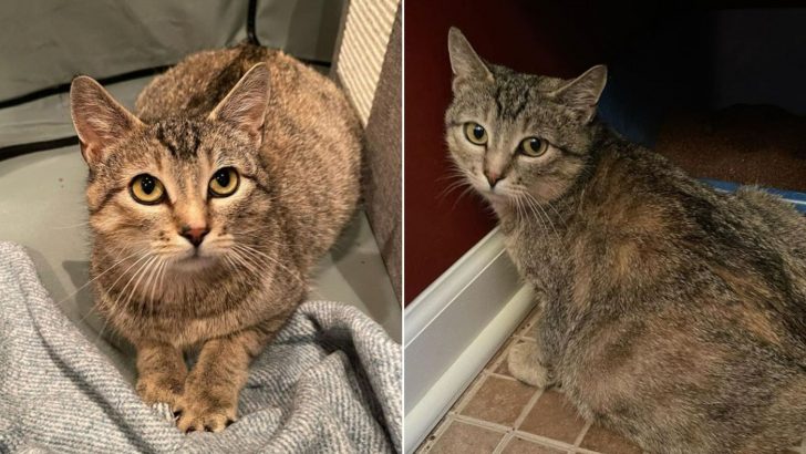 Pregnant Semi-Feral Cat Was Terrified Of People Until This Woman Showed Her Love