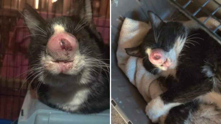 This Rescue Cat Was About To Get Euthanized After Being Misdiagnosed 