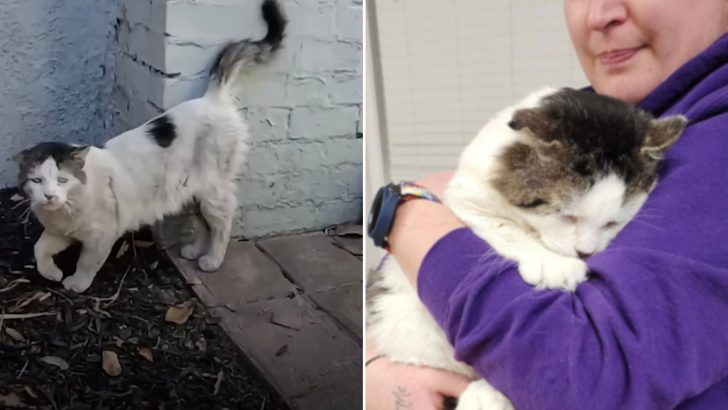 This Sad Cat Found Himself On The Streets Of California When His Owners Moved Away