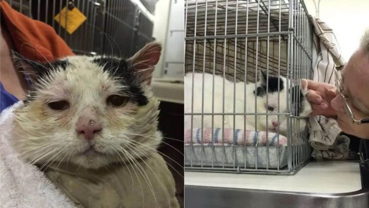 Semi-Feral Cat With FIV Defies All Odds And Finds Home With Other Cats Who Are Just Like Him