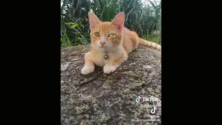 Thanks To Its Diamond-Like Eye, This Unique Cat Won Over Hearts Of Many People Online