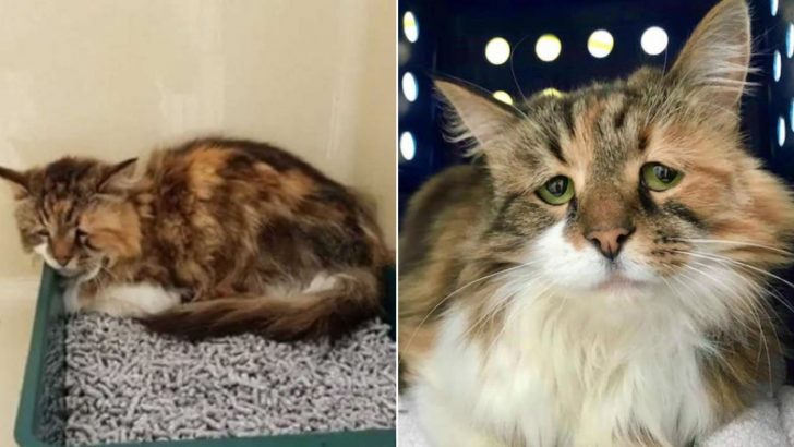 Senior Torbie Cat Gets Her Only Wish Fulfilled And Her Once Sad Eyes Finally Sparkle With Joy