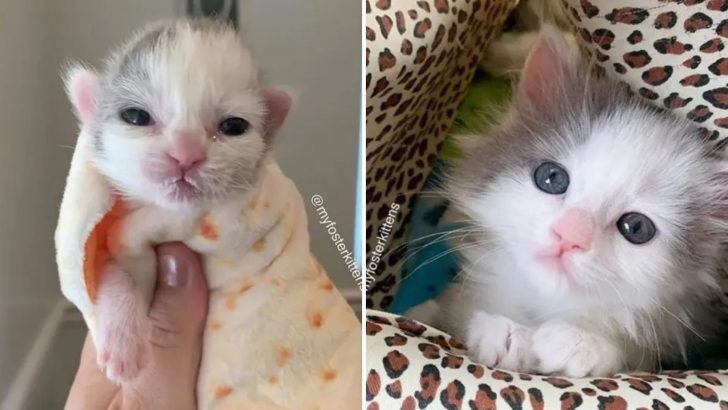 A Compassionate Person Discovers A Newborn Kitten All Alone In Desperate Need Of Help