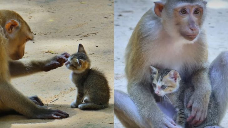 Lonely Kitten Was Wandering Around Until It Found Itself Face-To-Face With A Monkey