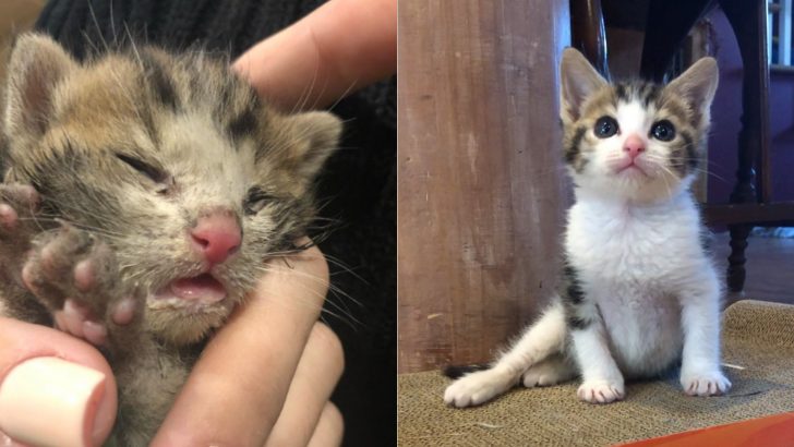 No One Believed This Lifeless Kitten Would Survive But Look At Him Now