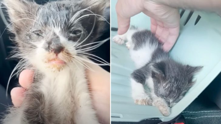 Tiny Kitten Found Barely Moving Gets Another Opportunity At Life