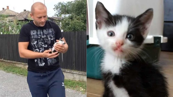 Couple Stunned After A Tiny Kitten Appeared In Front Of Them Crying For Help