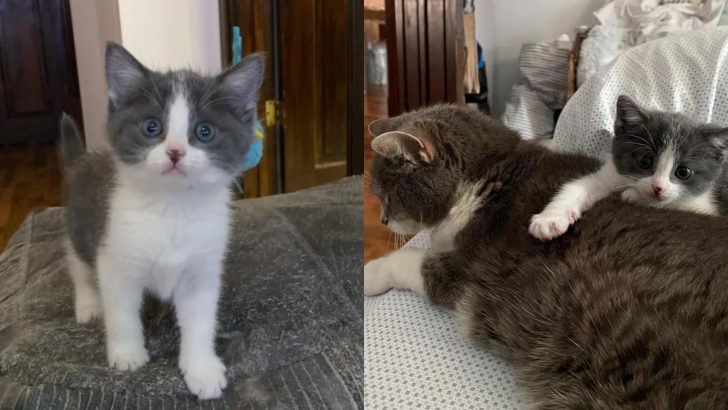 Woman Notices A Starving Kitten Wandering Her Neighborhood And Decides To Turn Her Luck Around