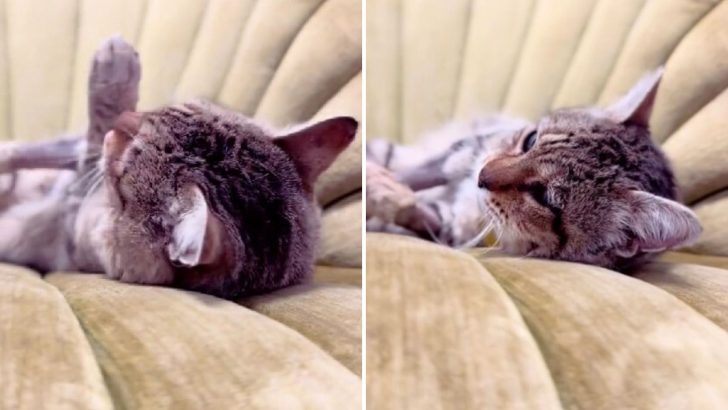 Stray Cat Discovers The Comfort Of A Soft Chair And Her Reaction Will Move You To Tears