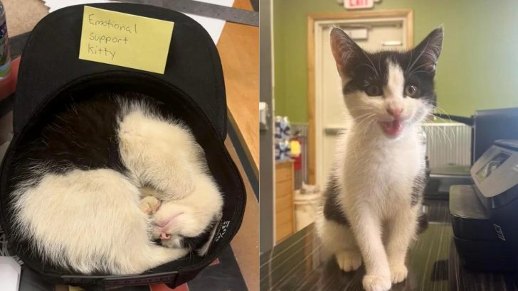 Two Brothers Meet A New Feline Friend During Their Jog And She Changes Their Lives Forever