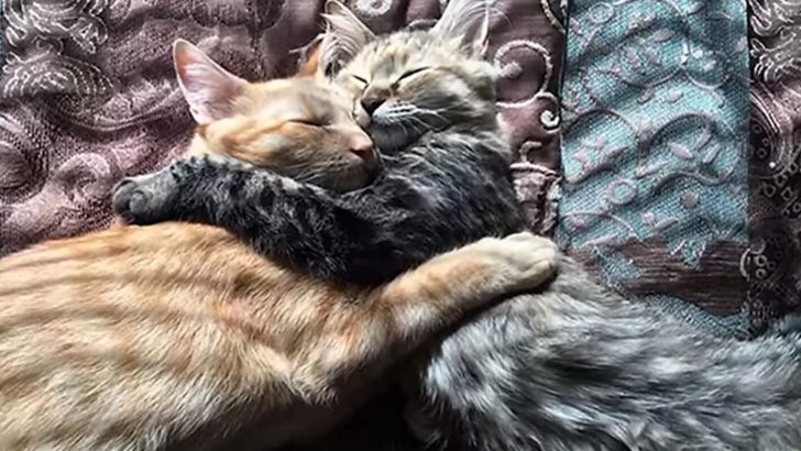Two Bonded Shelter Cats Were Almost Separated Forever, But Luckily This Couple Had Other Plans