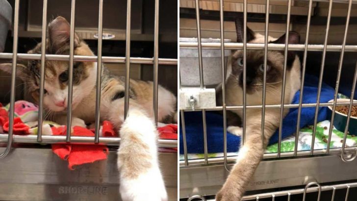 Witty Joke Leads To A Heartwarming Surprise For Two Shelter Cats