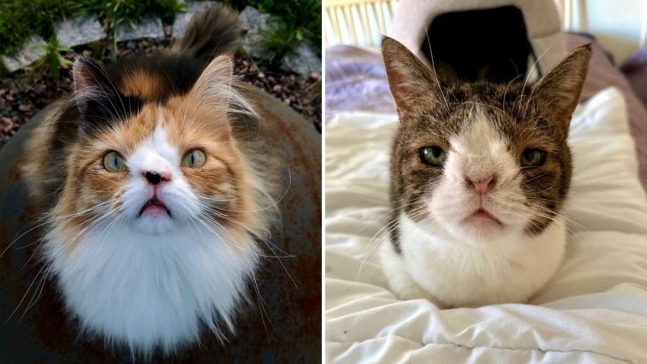 No One Wanted To Adopt These Two Special Needs Cats But Now They’re Living Their Best Lives