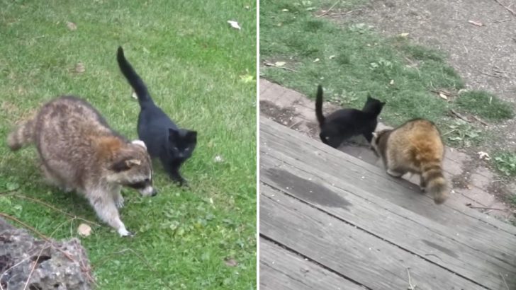 These Two Stray Kittens Would Never Find Home If It Weren’t For Their Blind Racoon Friend