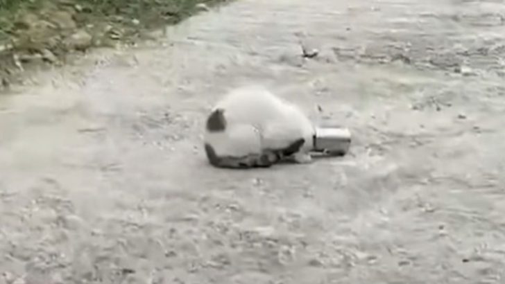 Man Discovers A Cat With A Can Stuck On Its Head Urging Him To Help
