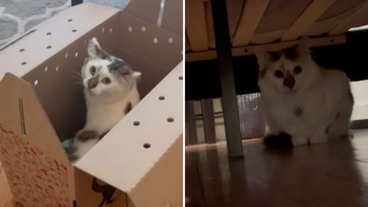 You Have To Watch This Shy Cat’s Reaction After Arriving At Her New Home