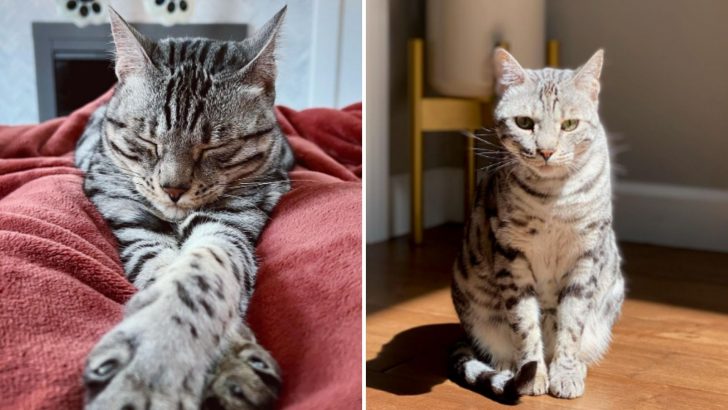 This Sweet Cat Learned To Talk For Her Lonely Mom And It’s The Sweetest Thing You’ll See Today