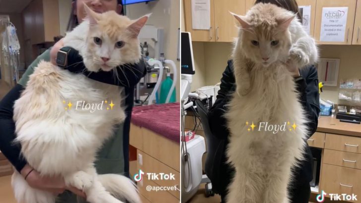 California Vet Hospital Shocks Everyone After Introducing One Of Their Largest Patients