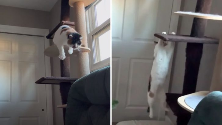 Resilient Blind Cat Defies Odds And Has The Time Of Her Life On A Climbing Post