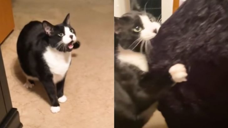 Cat Becomes Territorial Every Time His Mom’s Boyfriend Visits