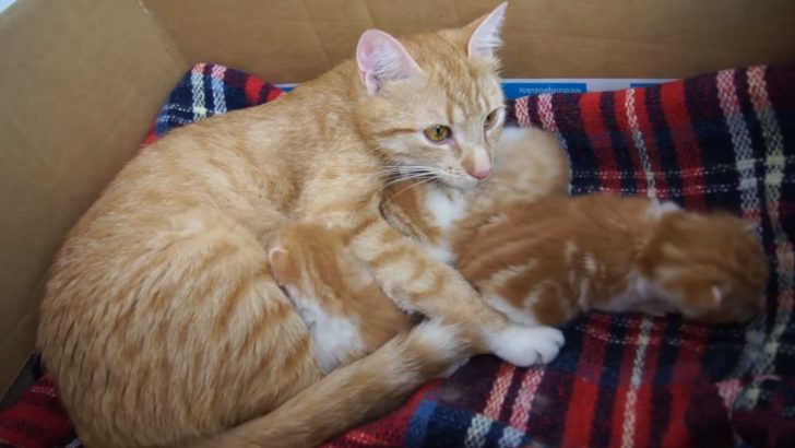 Cute Video Of A Gentle Mama Cat Talking To Her Babies Turned Out To Be Helpful Too