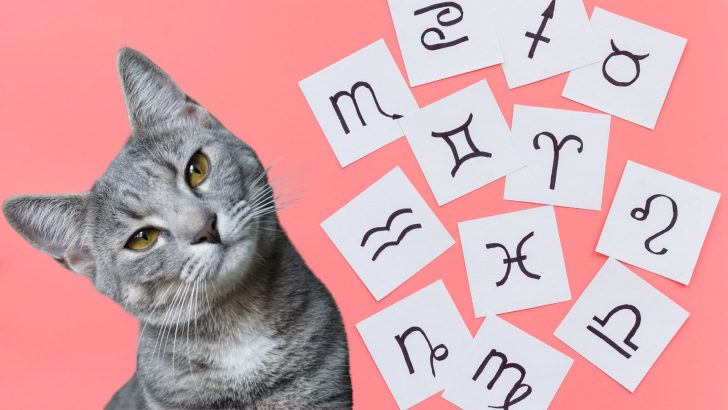 Find Out Your Cat’s Zodiac Sign And See What Does It Say About Their Personality