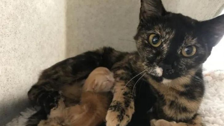 Pregnant Tortie Cat Was Mercilessly Abandoned In The Middle Of The Woods By Her Previous Owners